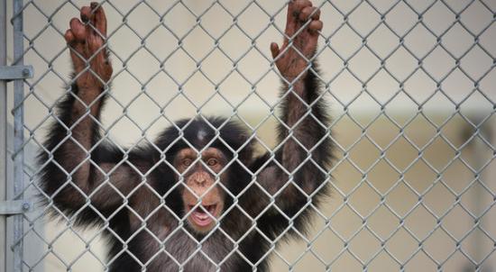 美国将不会再资助新的黑猩猩研究