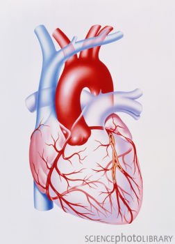 干细胞疗法可改善心脏病发作后的心脏功能