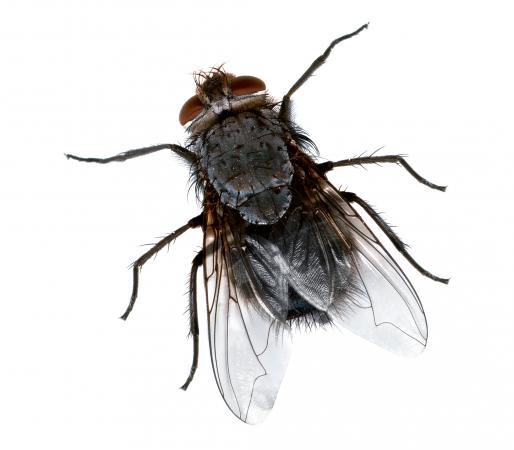 被长期饲养在黑暗环境中的果蝇，促解毒的基因会出现变异