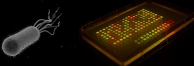 当暴露在特定波长光照射下,荧光蛋白发光,这样成组表达这些蛋白的细菌就以可见的颜色点方式发光