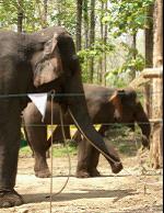 这些发现表明大象在参加协作性任务时关注它们伙伴的存在和行为,揭示出存在有意合作的倾向。