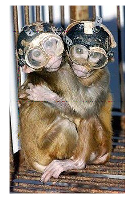 英国每年用两千多猴子做实验　多为无聊目的