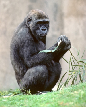 成为第一只有自己全基因组测序数据的大猩猩