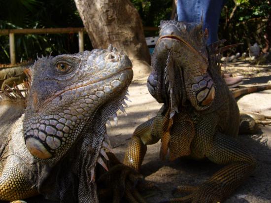 热带蜥蜴与鸟类和哺乳动物的智力水平相当