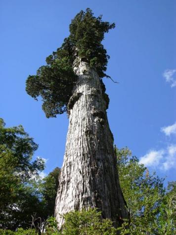 旅游天地 全球古老的树,最后一棵是真正的万年老树jpg,780x960,134kb