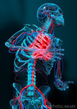 线粒体DNA在心脏衰竭中起着关键作用