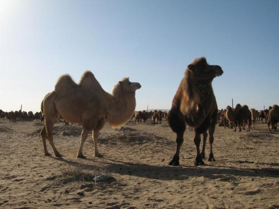 我国首次绘就4个蒙古高原特色物种全基因组序列图谱