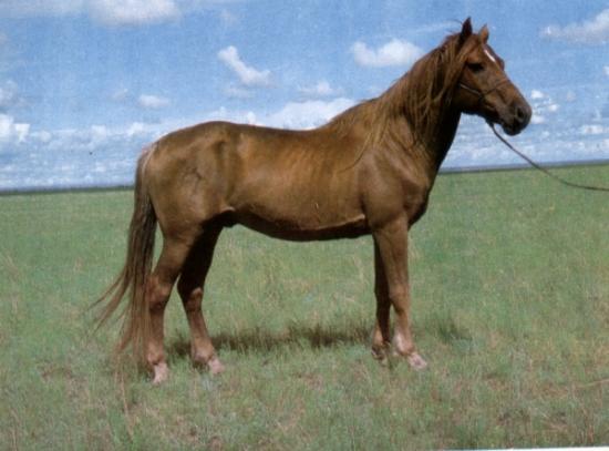 我国首次绘就4个蒙古高原特色物种全基因组序列图谱