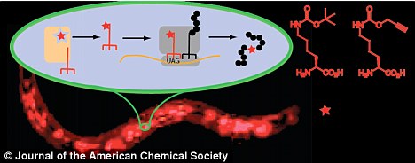 首只“间谍”动物出现 遗传密码载有人工信息