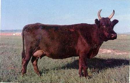 我国首次绘就4个蒙古高原特色物种全基因组序列图谱