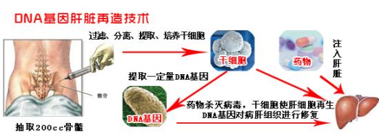 DNA基因肝脏再造技术的原理如下
