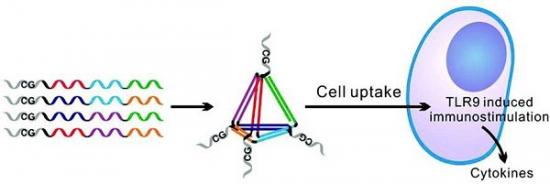 ACS Nano：核酸药物的纳米载运体系研究取得新进展