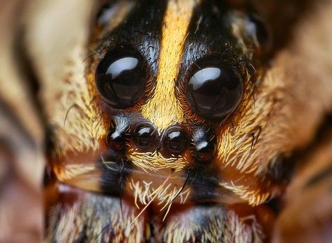 Biol Letters：研究发现雄狼蛛也会使尽招数对付情敌