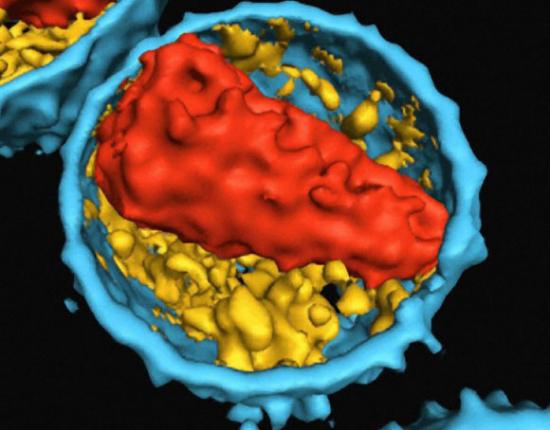 Nat. Med.：特殊T细胞亚群可控制流感病毒复制