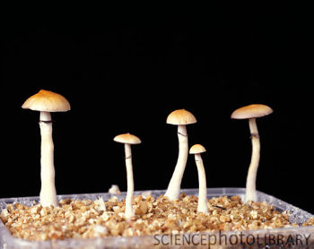 PNAS:迷幻蘑菇会使大脑活动性减弱从而导致幻觉