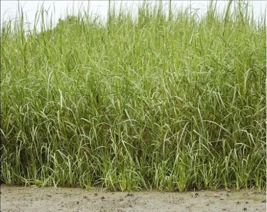 外来植物入侵考验中国沿海生态链