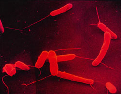 转基因大肠杆菌可协助清除环境汞污染