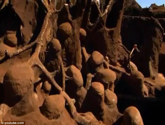 巴西发现巨大地下切叶蚁王国 错综复杂似迷宫