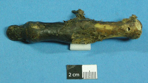 尼泊尔保存神秘雪人断手 科学分析将揭晓来源