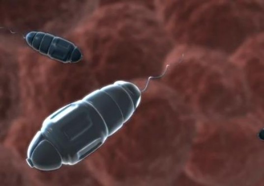 这种人造肌肉拥有很强大的力气，能够连续转动一个与其质量相同的物体1000多次，并且同大象的鼻子或者章鱼的四肢一样灵活