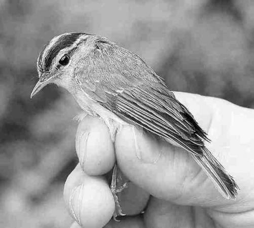  世界自然基金会公布的在大湄公河流域新发现的小鸟的图片