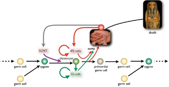 Stem Cells：《干细胞》创刊30年十大研究发现