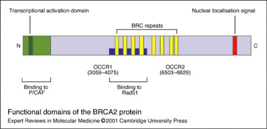 Figure 1. Functional domains of the BRCA2 protein. The diagram shows the C-terminal nuclear localisation signal and N-terminal transcriptional activation domain; the latter interacts with P/CAF (p300/CBP-associated factor). Binding to the repair protein Rad51 is mediated by BRC repeats. Mutations in the ovarian cancer cluster regions (OCCRs) have been suggested to increase the risk of ovarian, but not breast, cancer; however, this remains controversial. Modified figure reproduced, with permission from Elsevier Science, from Ref. 11 [Welcsh, P.L, Owens, K.N. and King, M.C. (2000) Insights into the functions of BRCA1 and BRCA2. Trends in Genetics 16, 69-74, PubMed] (fig001mgb).