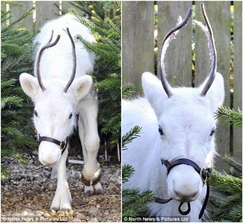 英国出现纯白驯鹿 几率仅万分之一