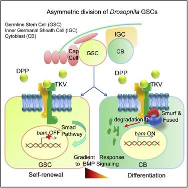 干细胞自更新和分化2个途径