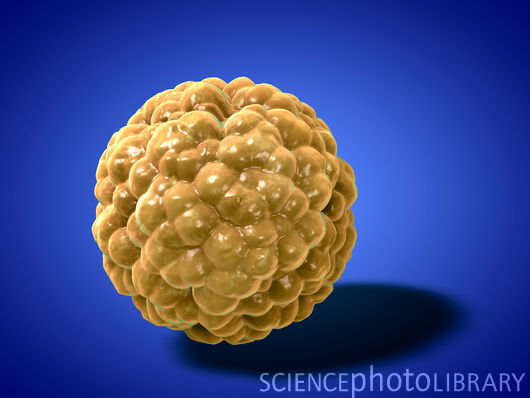 脂肪细胞或充当癌细胞“帮凶”