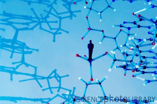 人类基因组结构