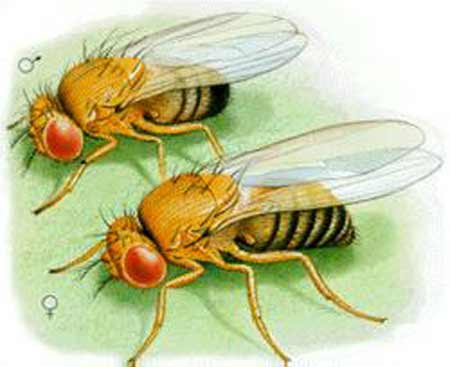 背部缺少毛发群的Drosophila sechellia