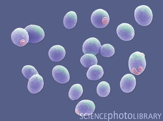 减缓细胞衰老的方法：关键酶