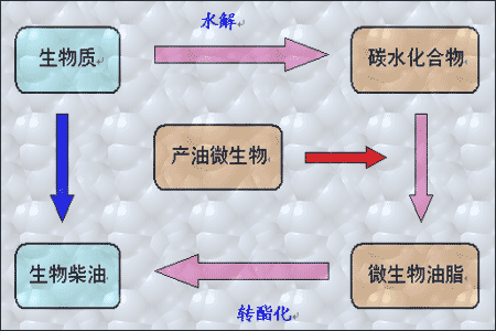 生物燃料的转化示意图