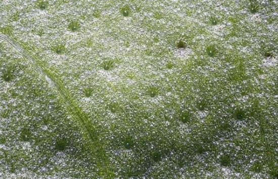 放大125倍的罗勒叶