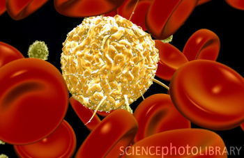 人体干细胞有望制出“人造血”