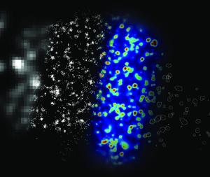 免疫系统的分子“开关”