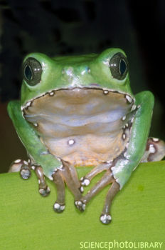 青蛙皮肤提取物可抑制阻止癌细胞生长