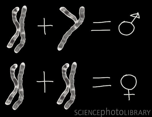 Y染色体是人类所有基因中演化最快的染色体