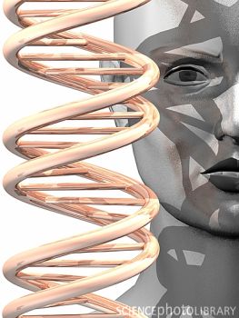 矮人有“侏儒”基因拷贝