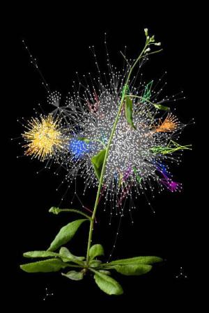 植物蛋白互作网络图