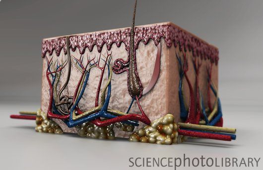 皮肤干细胞衰老新机制被发现