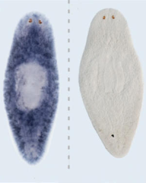 左图是表达TOR基因的涡虫，而右图的涡虫没有表达，这一结果来自于遗传操作。