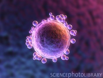 研究发现女性卵细胞或可“再造”