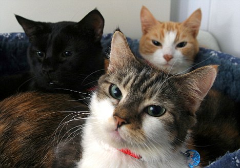 寄生虫习惯在猫的身体内生存