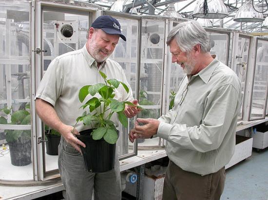 Pictured: ARS geneticist Tommy Carter (right) and ARS plant physiologist Kent Burkey have found that Fiskeby soybeans from northern Sweden have outstanding tolerance for salt, high levels of ozone, drought, iron deficiency and commonly toxic levels of soil aluminum.