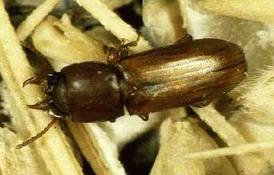  Ecol Lett.：雌性宽角粉甲虫能够操控后代的性别