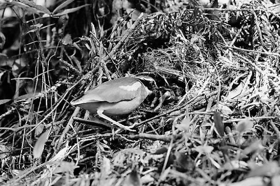 仙八色鸫成功繁殖