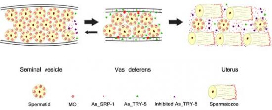 PNAS:精子激活和成熟调控机理合作研究取得新成果