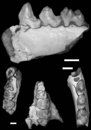 2011年国际古生物学新发现新研究 德克萨斯州发现古灵长类新种